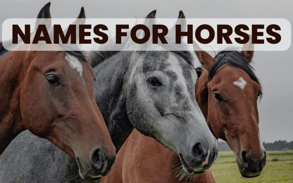 names for horses